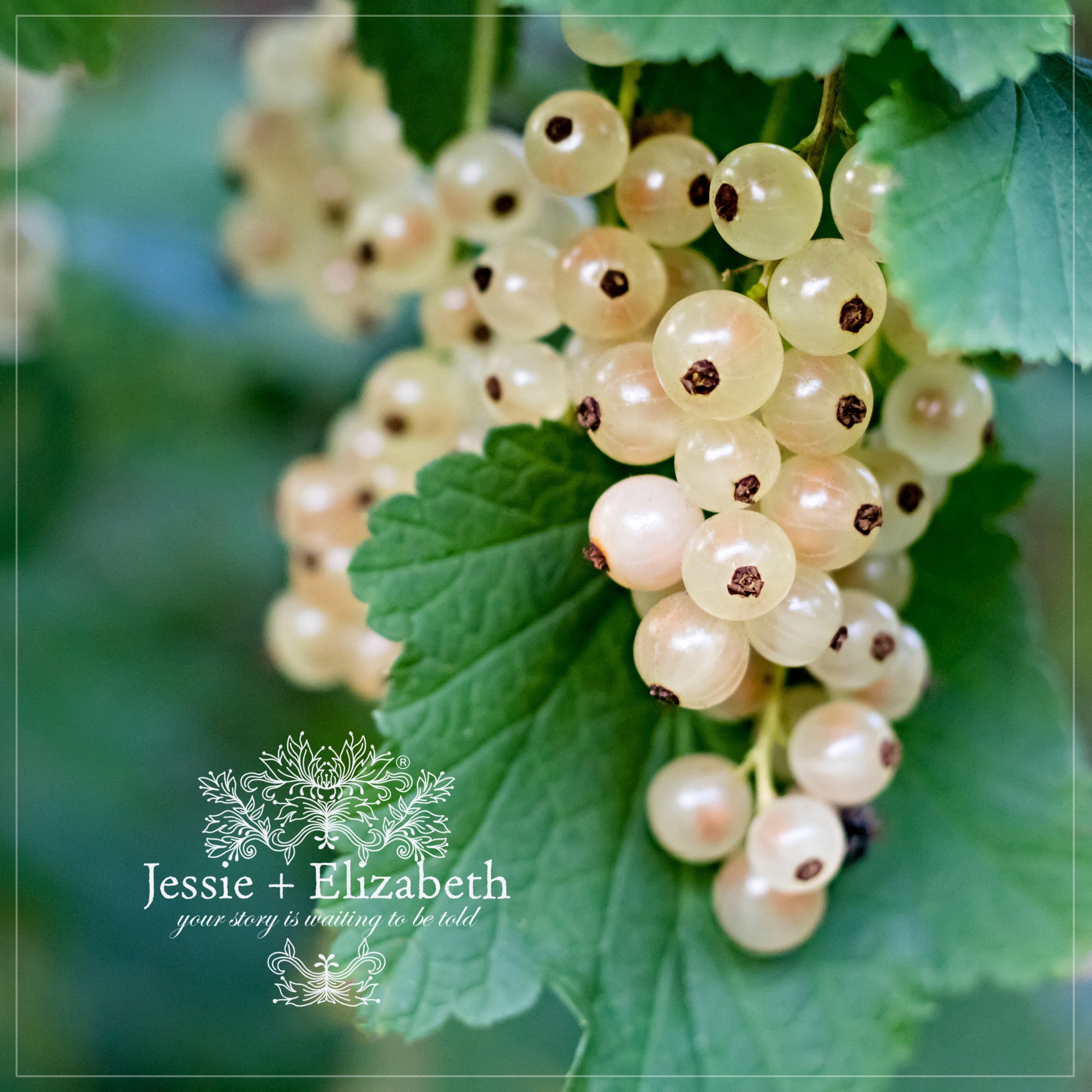 White Currant Goats Milk Soap