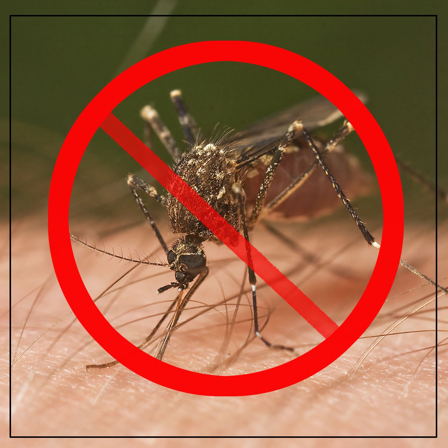 Bugs Away Natural Mosquito Repellant Lotion